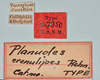 CollectionObject 1561270; USNM(SF IMPORT DUPLICATE) 7350, 80ce10ec-7dc9-4d1b-a654-36c3a552b2ad: copyright USNM, Washington. (CollectionObject).