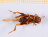 CollectionObject 1539971; 72298e63-3818-4b07-b0c2-e1d172f0f955: male, ventral view (holotype). (CollectionObject).