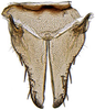 Subgenital plate: Hecalus viridis, subgenital plates, ventrally (INHS). (Observation).
