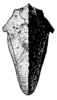 Moluccasia buruana (Günther, 1939): Fig. 156 [probably after type specimen]. female, pronotum, dorsal view (greatest width 5.6 mm, greatest height 4.9 mm). (Otu).