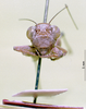 CollectionObject 1536183; 0a2b45b1-5ea4-4dab-8f86-aa5102120cb5: male, frontal view (holotype). (CollectionObject).