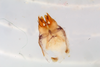Duolandrevus (Bejorama) lambir Gorochov, 2017: male genitalia, dorsal view. (Otu).