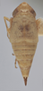 Habitus, dorsal view on Athysanella (Amphipyga) nigrofascia (DeLong & Davidson, 1934): Dorsal - Female. (Observation).