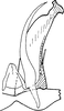 Subgenital plate, ventral view on Bolanusoides yinxiong Dworakowska, 1993: Subgenital plate, stylus and connective. (Observation).