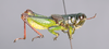 CollectionObject 2014606; 7383ed84-b8c6-45b2-912f-11e0f5b5364e: male, lateral view. (CollectionObject).