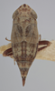 Habitus, dorsal view on Athysanella (Acamella) tamara Wesley & Blocker, 1985: Dorsal - Female. (Observation).