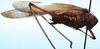 CollectionObject 1522472; c548017d-ca7e-4fe0-9da4-4b723c95eca2: male, lateral view (holotype). (CollectionObject).