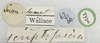 Other: !! display not done !! on Scamandra scriptifacies (Walker, 1868): (Observation).