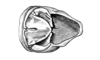 Dichromatos lilloanus (Liebermann, 1948): Fig. 9AC. male abdomen tip, dorsal view. (Otu).