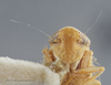 Head: !! display not done !! on Arundanus marginellus DeLong, 1935: Head. (Observation).
