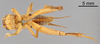 Male, ventral view (syntype of Gryllus saussurei) Depicts CollectionObject 1522762; 9a34b759-a794-4c10-ad3c-46e7e7871c76, a CollectionObject.