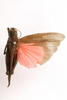 CollectionObject 1591835; 4c13ce65-91ac-4757-aca4-e54d6fa84ed7: male, dorsal view (holotype). (CollectionObject).
