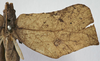 female, right tegmen (holotype). Depicts CollectionObject 1539754; 6d7e038e-0ca5-46f3-9684-ce7a458fee21, a CollectionObject.
