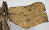 CollectionObject 1539754; 6d7e038e-0ca5-46f3-9684-ce7a458fee21: female, right tegmen (holotype). (CollectionObject).