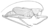 Fig. 1 (after type). male habitus (body length 26.2 mm, pronotum 6.1 mm, tegmen 14.5 mm, hind femur 17.2 mm). Depicts Cyrtophyllicus chlorum Hebard, 1908, an Otu.