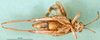 CollectionObject 1501890; 2f01f41e-460e-4a38-97e5-34793563d096: male, ventral view (paratype). (CollectionObject).