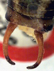 CollectionObject 1517428; ea6af25a-d9ae-4466-b33d-52bb6402d36e: male cerci (holotype of Isophya tenuicerca). (CollectionObject).