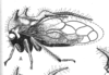Habitus, lateral view on Cyphonia flavomaculata Sakakibara, 1968: (Observation).