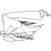 Pygofer, lateral view on Elymana pallidipennis (Lindberg, 1929): (Observation).