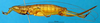 CollectionObject 1589084; fceee817-29be-48e1-923f-d37874f72c74: female, lateral view (allotype). (CollectionObject).