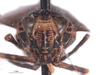 Head on Docalidia fabricii Nielson, 1979: (Observation).