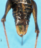 CollectionObject 1507110; e0adbaf9-f6a7-44d4-b7f8-93e0262e6e1f: male cerci. (CollectionObject).