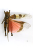 CollectionObject 1591772; 7e4f1909-2478-41f3-a450-55d45f734b56: male, dorsal view (paratype). (CollectionObject).