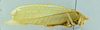 CollectionObject 2042933; d28ce83a-b5a0-4930-8093-72850d82e56b: male habitus, lateral view (holotype). (CollectionObject).