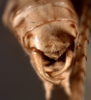 CollectionObject 1543483; 71a123fa-bb32-48e6-8d93-84eb6d85b8dd: terminal tergite (holotype). (CollectionObject).