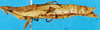 CollectionObject 1505234; 85283f28-b0c5-4436-a5dc-e92322f4af6f, DORSA D021AF01: female, lateral view. (CollectionObject).