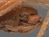 CollectionObject 1594719; 2ffdc3f2-ca5e-4a9d-9662-7a19607fab1c: male cerci (paratype). (CollectionObject).