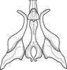 Stylus on Brazosa appendiculata Linnavuori & DeLong, 1976: style and connective, dorsal aspect. (Observation).