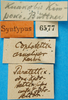 CollectionObject 1477033; e8d5507a-1b25-443c-82e2-a3ed8858beca: labels (syntype of Coptotettix annulipes). (CollectionObject).