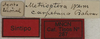CollectionObject 1535150; cd6626cf-a7ef-4614-b542-32a814a3fae7: labels (syntype). (CollectionObject).