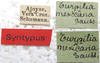 CollectionObject 1506497; da6f0153-b906-499e-ac46-9e1b04662446: labels. (CollectionObject).