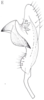 Stylus: !! display not done !! on Cixidia (Cixidia) confinis (Zetterstedt, 1837): (Observation).