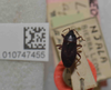 CollectionObject 1597162; 4f034020-ca7a-47a7-b775-404b834222d7: Lethaeus africanus. Neotype- dorsal habitus. (BMNH) - (CC BY-NC 4.0) Photo by Stuart Cole, reproduced with permission from the Natural History Museum, London, UK. (CollectionObject).