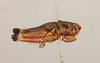 CollectionObject 1519067; a39dd9fb-b29d-493d-b9ff-4d895268081e: male, lateral view (holotype). (CollectionObject).