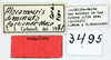 CollectionObject 1513196; 1b333afb-918d-490a-8ba3-234be4bc9450, MLP3495/1-2: labels (paratype). (CollectionObject).