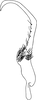 Stylus on Empoa (Empoides) punicea (Matsumura, 1932): Stylus. (Observation).