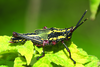 Taphronota (Taphronota) calliparea (Schaum, 1853): nymph. (Otu).