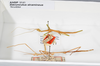 CollectionObject 1561488; 70527c73-d9a3-417f-b716-91f9b9bebfb7: copyright ANSP. male and female (syntypes). (CollectionObject).;CollectionObject 1561489; ac8c8295-6c8b-4679-b7d5-9f389bd2723c: copyright ANSP. male and female (syntypes). (CollectionObject).