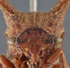 Head on Platycentrus acuticornis Stål, 1870: (Observation).