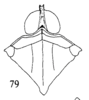 Habitus, dorsal view: (Observation).