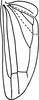 Hind wing: Hind wing. (Observation).