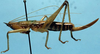 Borinquenula minor Walker & Gurney, 1972: female, lateral view (allotype). (Otu).