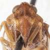 Head: (Observation).