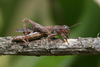 FieldOccurrence 352; c8191d10-3519-46e0-91dc-7c86c5e4d6b0; Tanzania
Lake Chala area, eastern slopes Mount Kilimanjaro, 2014/02/??: female, lateral view. (FieldOccurrence).
