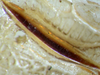 CollectionObject 1505669; e28bcb11-7e21-42cc-8942-6a6c130ea64a: male, stridulatory file (syntype of Ruspolia brevipennis). (CollectionObject).