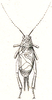 Sclerogryllus punctatus (Brunner von Wattenwyl, 1893): Pl. VI, Fig. 73 a. male (body length 8.7-9 mm, tegmina 6.5-8 mm). (Otu).